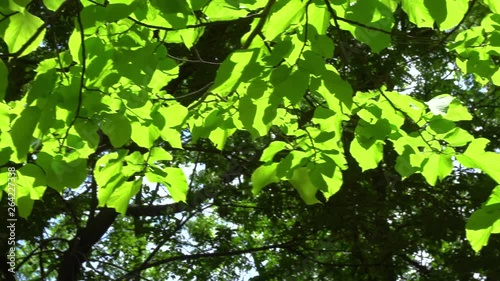 Slow motion pan by leaves on a tree on a sunny day. photo