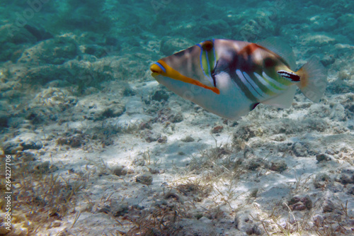 The colorful reef triggerfish floats in shallow water in search of food in lagoon near tropical Mauritius island
