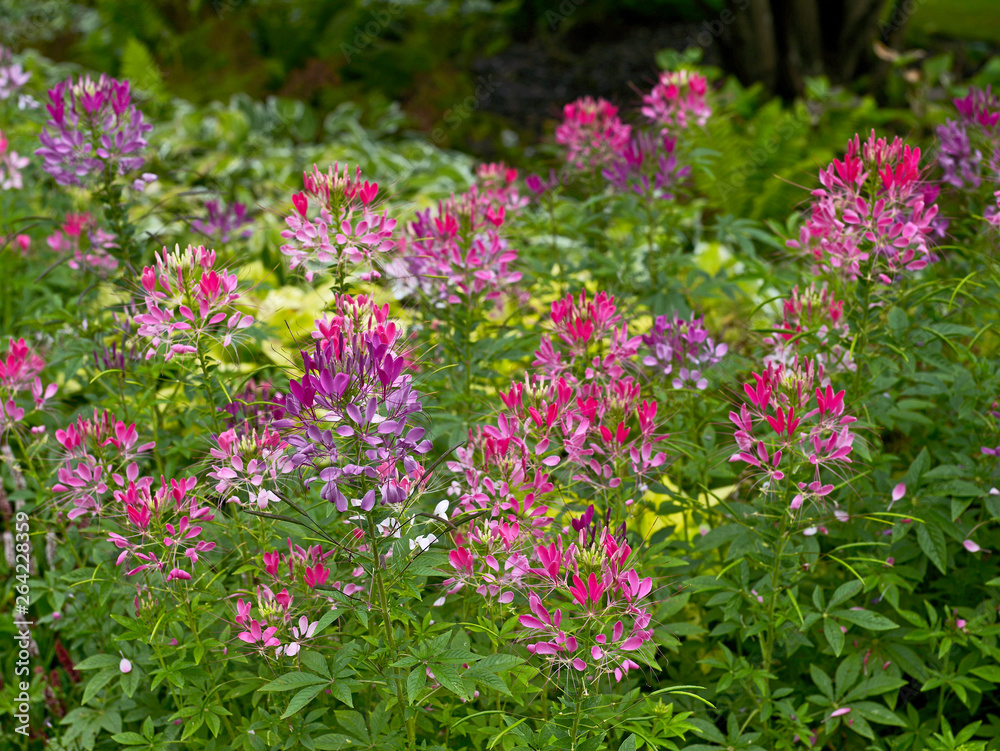 Cleome hassleriana growing in a flower border Cleome hassleriana growing in a flower border