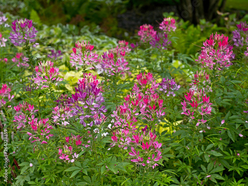 Cleome hassleriana growing in a flower border