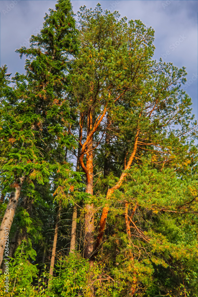 Landscape early autumn fir forest in the mountains Landscape early autumn fir forest in the mountains