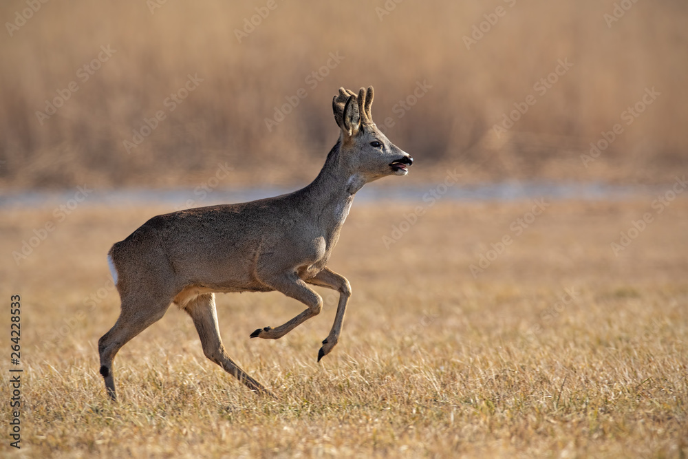 Running roe deer, capreolus capreolus in winter. Roebuck jumping midair. Action wildlife scenery.