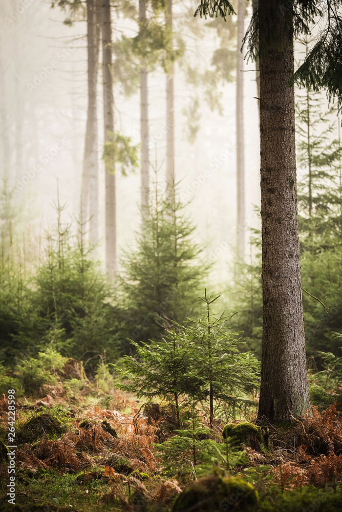 Obraz premium Morgennebel im Kaufunger Wald