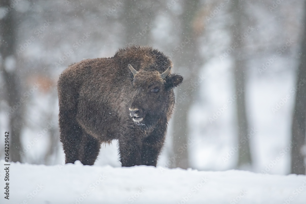 European bison, bison bonasus, in the forest with snow. Young wisnet in winter. Wildlife scenery in cold weather. European bison, bison bonasus, in the forest with snow. Young wisnet in winter. Wildlife scenery in cold weather.