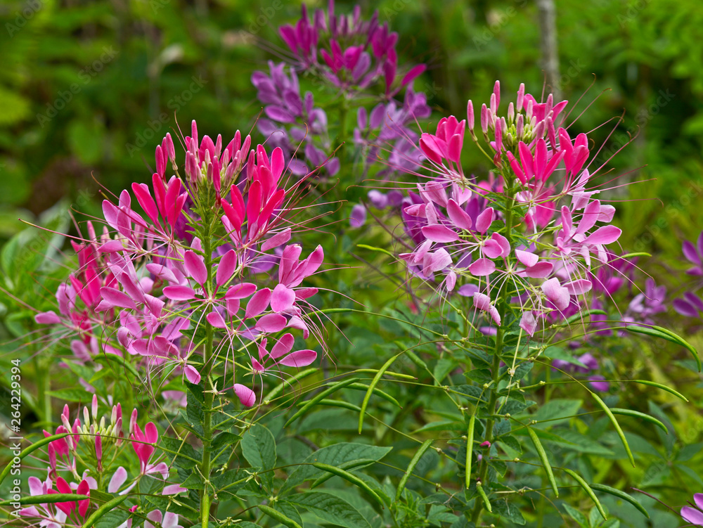 Obraz premium Cleome hassleriana growing in a flower border