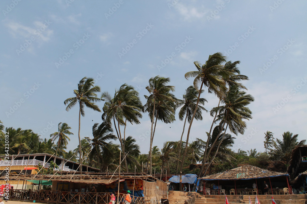 Obraz premium coconut tree 