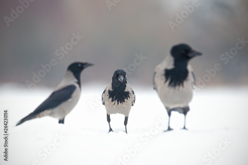 Three hooded crows, corvus cornix, sitting on a snow. Winter wildlife scenery.