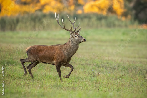 Roe deer  capreolus capreolus  buck in summer. Wild animal with space around approaching. Wildlife scenery of mammal walking on a meadow with flowers.