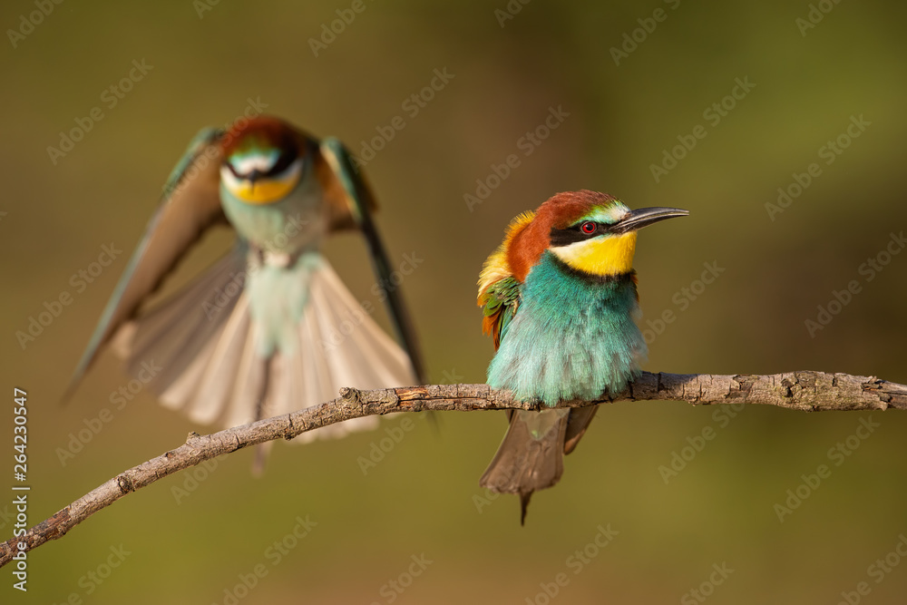 Obraz premium Pair of european bee-eaters, merops apiaster. Two colorful exotic looking birds. Action wildlife scenery with one bird sitting on a perch and second landing in background