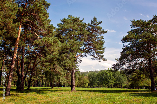 Siberian fairy-tale forest in the summer with magical meadows