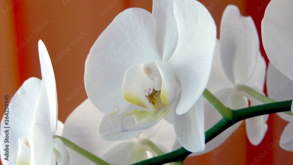 Obraz premium Schmetterlingsorchidee weiß