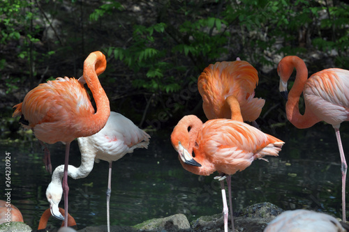 Flamingos im Hellabrunn