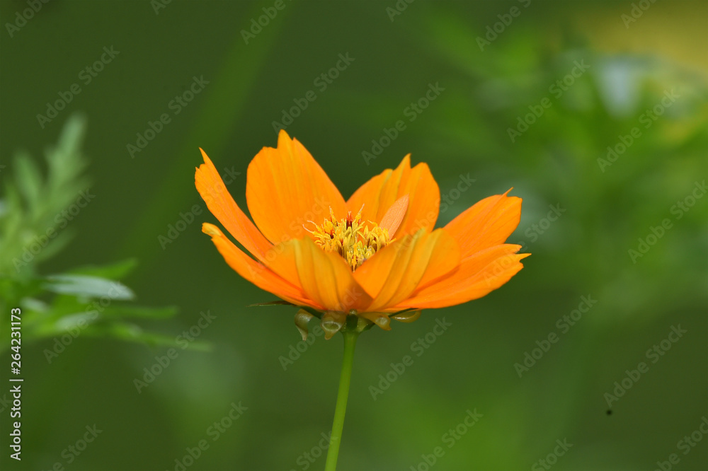yellow ray flower, also called flower cosmos, belongs to the sunflower family yellow ray flower, also called flower cosmos, belongs to the sunflower family