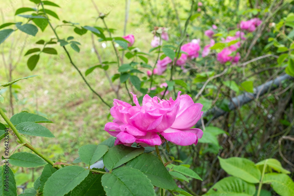 Pink flowers in the back yard