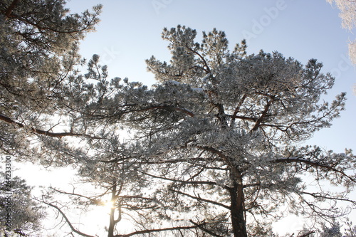 tree and sky © Алексей Талаш