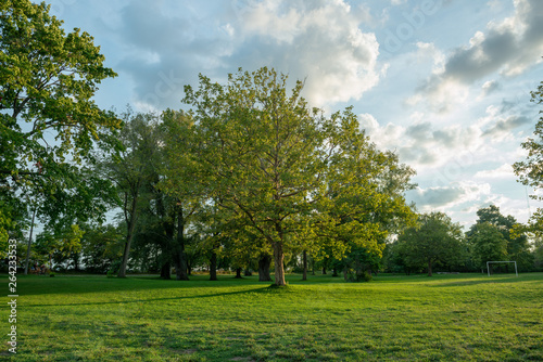 Garden view with a beautiful tree and soccer playground with goalposts on a green grass meadow under a sunny sky in summer.