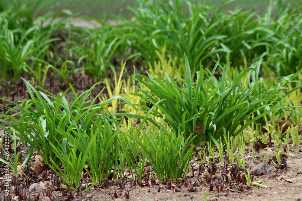 Young sprouts are on the field. Green grass closeup. Young sprouts are on the field. Green grass closeup.