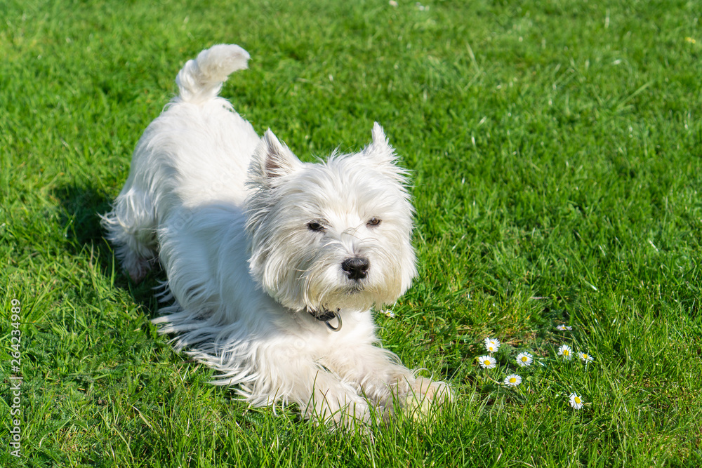 West Highland White terrier in the garden West Highland White terrier in the garden