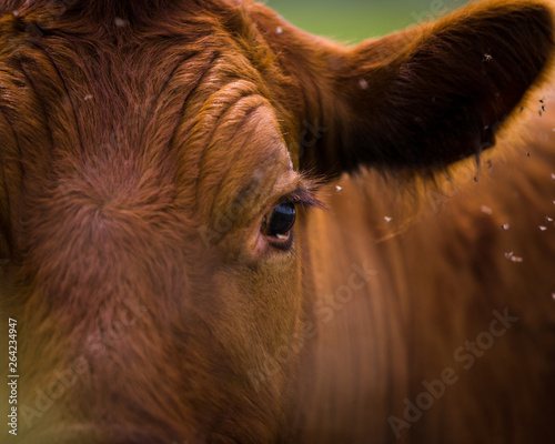 Cattle on field in spring