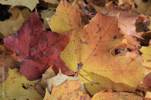  Golden autumn leaves on the ground