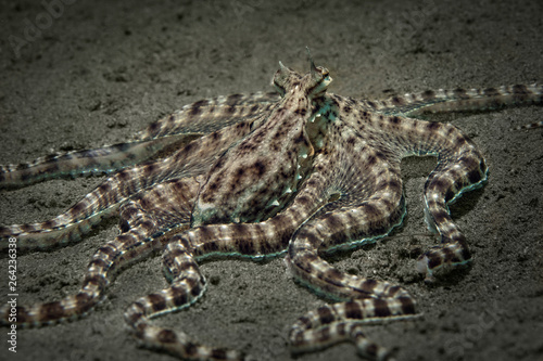 Mimic octopus  Thaumoctopus mimicus . Picture was teken in Ambon  Indonesia