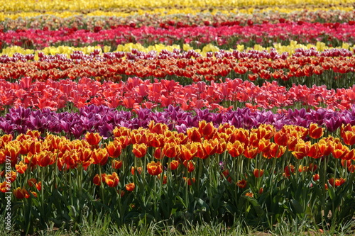 fields of flowers 