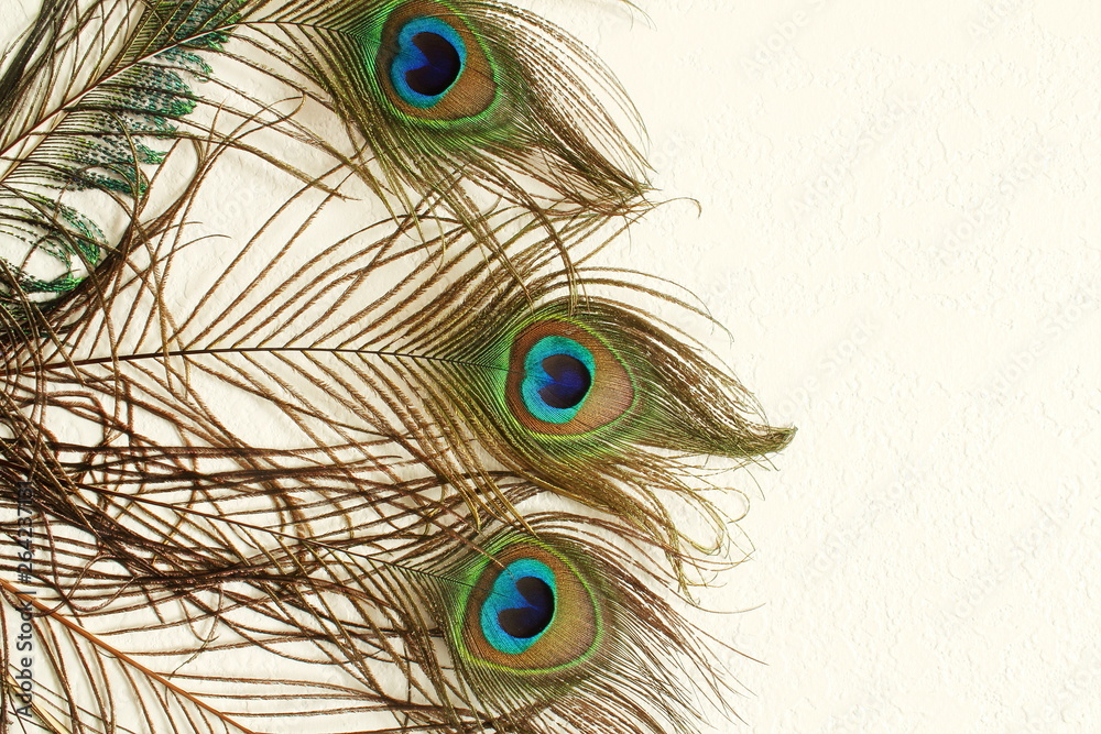 Obraz premium peacock feather in wall texture background with text copy space