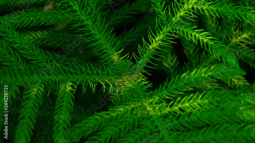 green background of fern leaves
