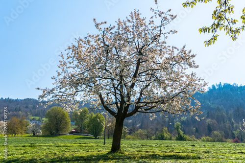 beautiful spring landscape with green fields and blossoming cherry tree under a clear blue sky