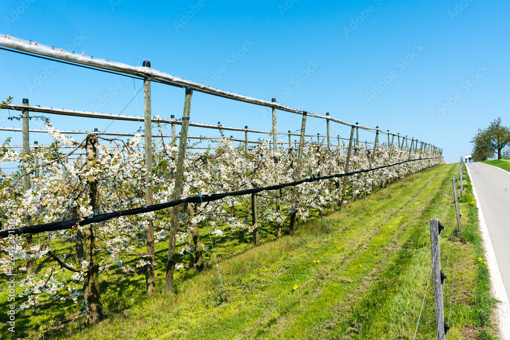 rows of blossoming low-stem cherry trees in an orchard with bright white blossoms under a clear blue sky