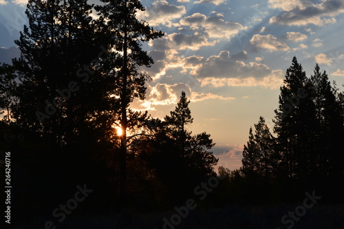 Fototapeta Naklejka Na Ścianę i Meble -  sunrise forest