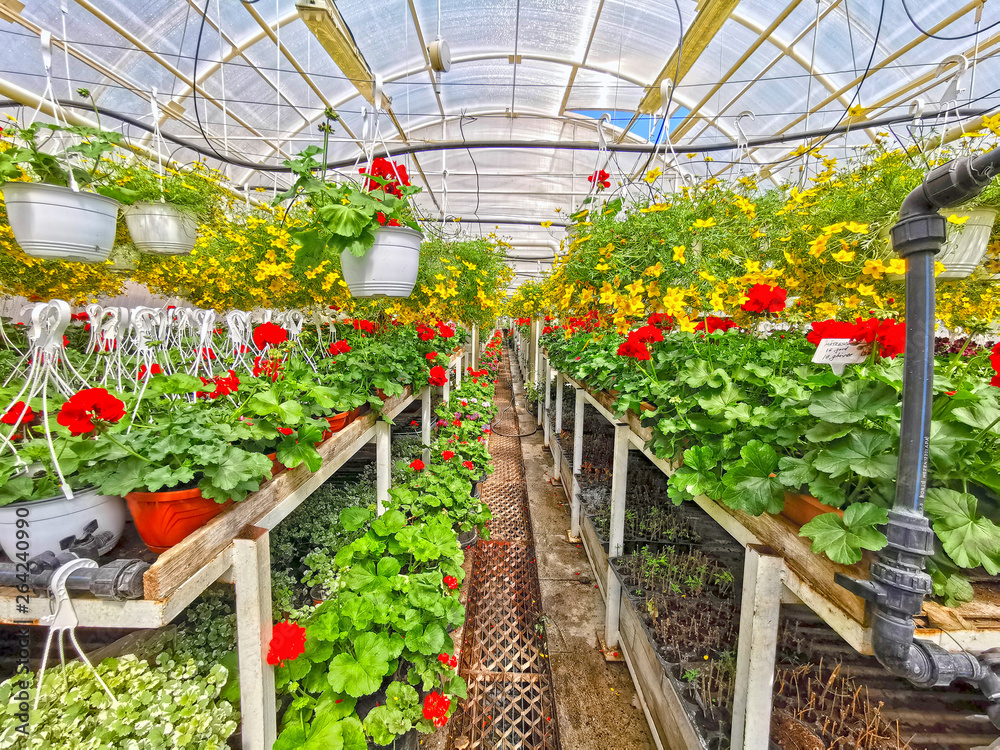 Hangers with ornamental flowers in greenhouse