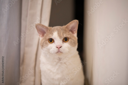 Fototapeta Naklejka Na Ścianę i Meble -  Cute cat at home, curious, lazy, diverse expression