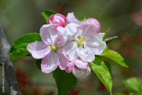 pink flowers of an apple tree