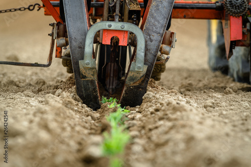 Transplantation of organic lavender with agricultural machinery