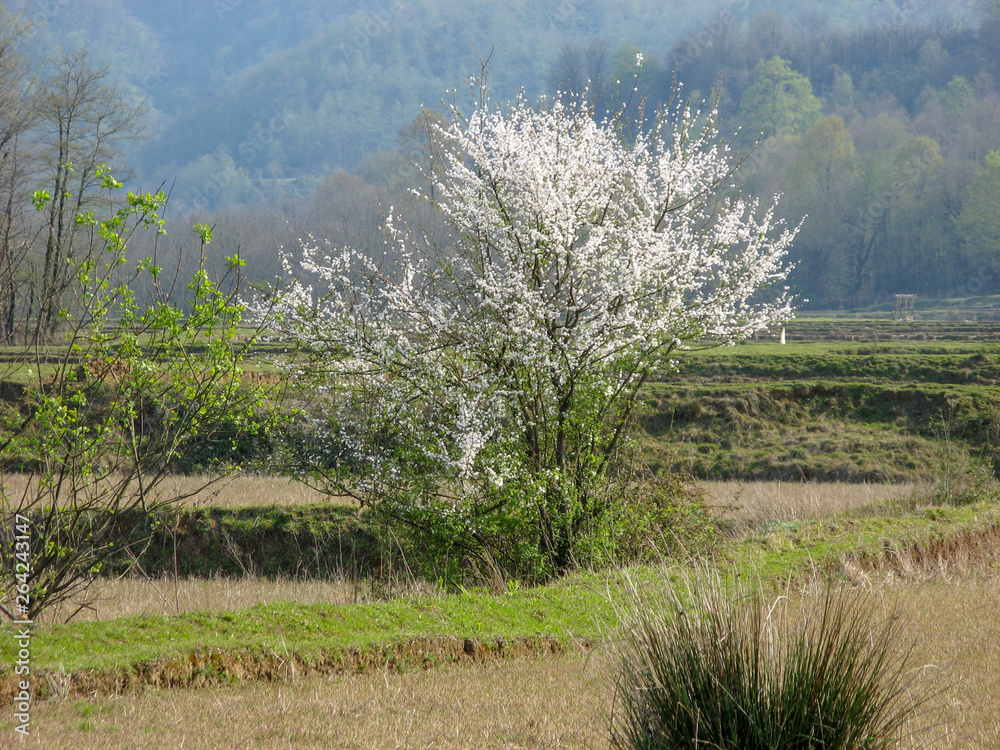 Beginning of the emergence of trees in springtime: Iran, Gilan Beginning of the emergence of trees in springtime: Iran, Gilan