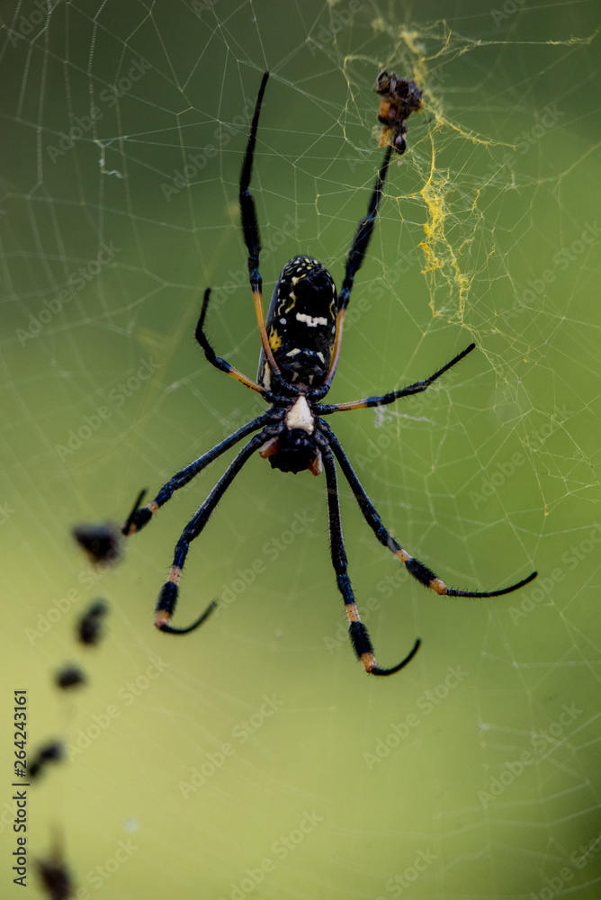 Golden Orb Web Spider mit Beute, fotografiert in Südafrika, Kruger National Park / Selati Game Reserve Golden Orb Web Spider mit Beute, fotografiert in Südafrika, Kruger National Park / Selati Game Reserve