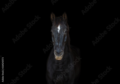 portrait of old dressage horse on black background