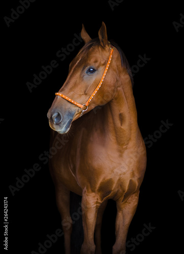 stunning beautiful red mare horse in halter with rhinestones isolated on black background