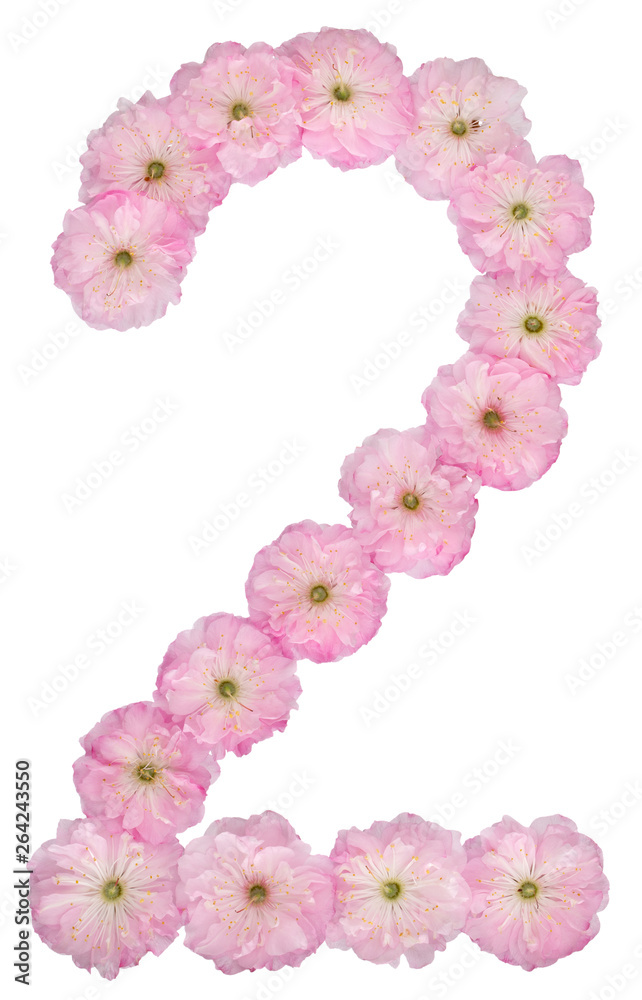 Numeral 2, two, from natural pink flowers of almond tree, isolated on white background