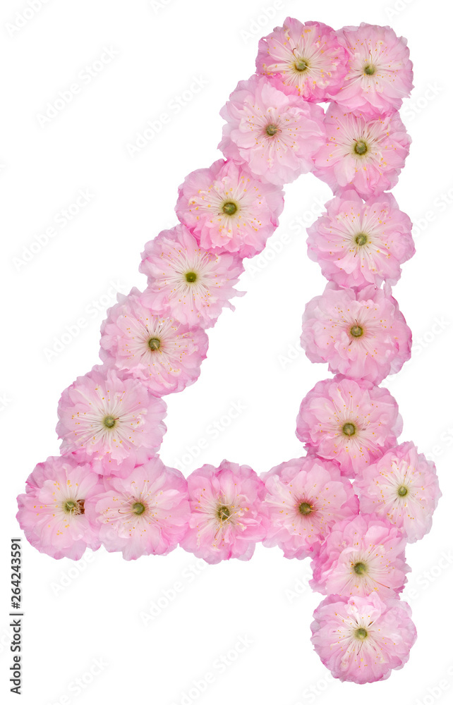 Numeral 4, four, from natural pink flowers of almond tree, isolated on white background