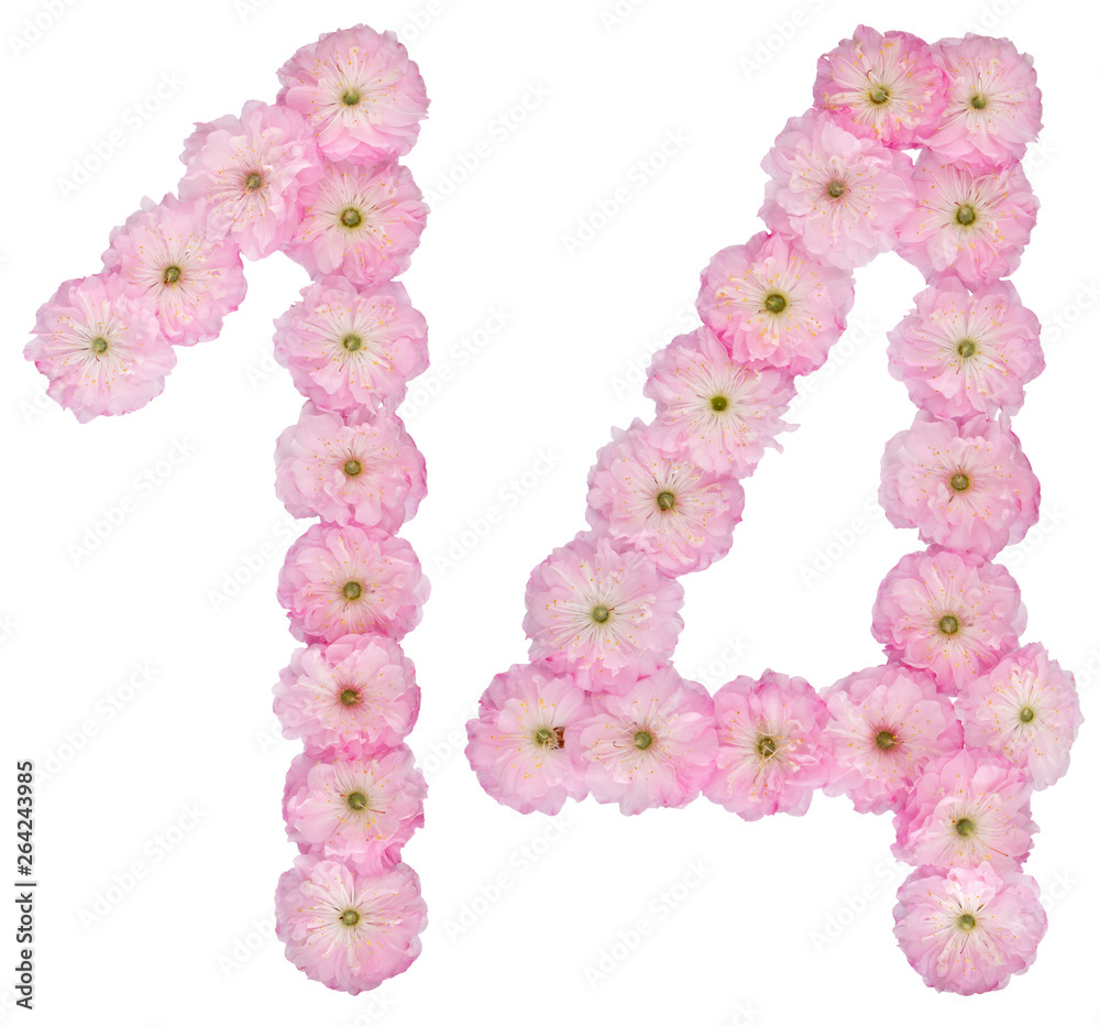 Numeral 14, fourteen, from natural pink flowers of almond tree, isolated on white background