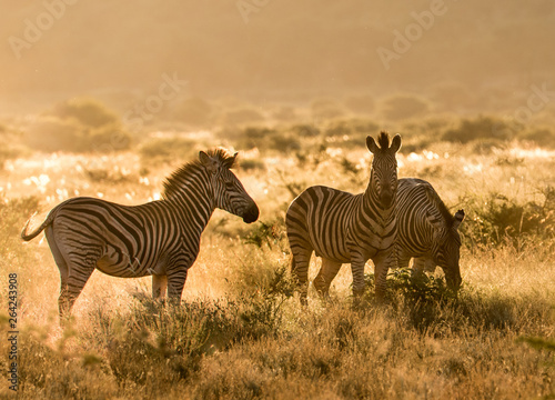 Zebras im Abendlicht in Ohrigstadt  S  dafrika