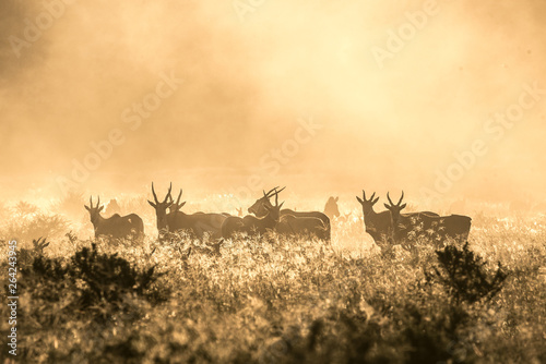 Foto Elands im Abendlicht