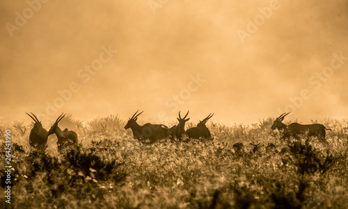 Herde Eland im Abendlicht in Ohrigstad  S  dafrika