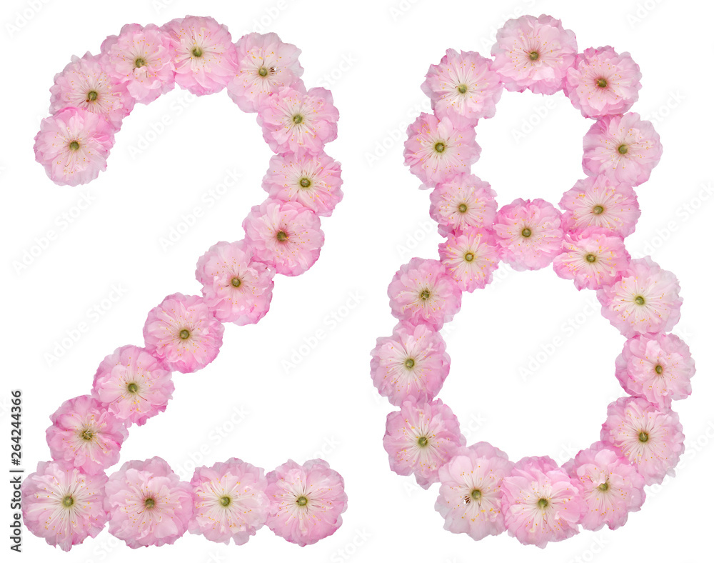 Numeral 28, twenty eight, from natural pink flowers of almond tree, isolated on white background