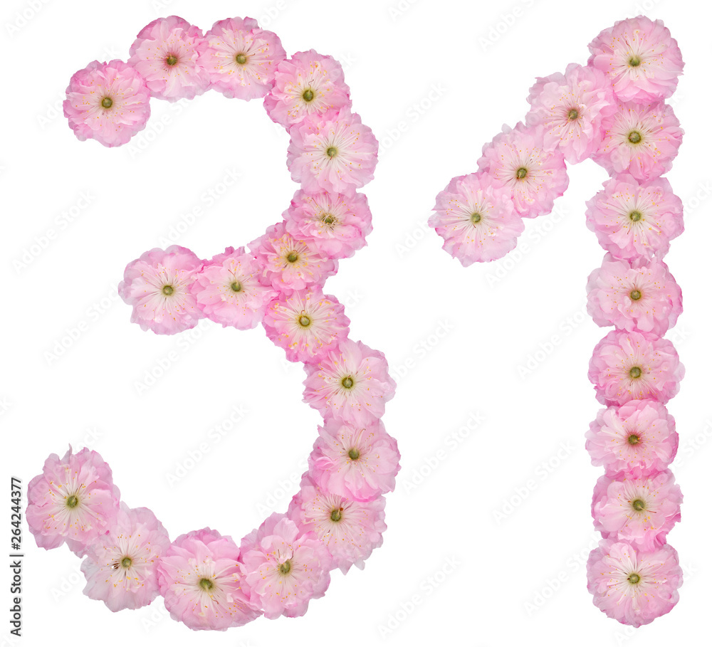 Numeral 31, thirty one, from natural pink flowers of almond tree, isolated on white background