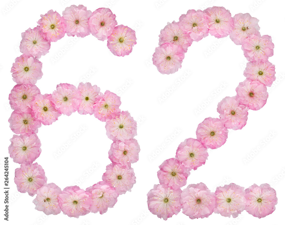 Numeral 62, sixty two, from natural pink flowers of almond tree, isolated on white background