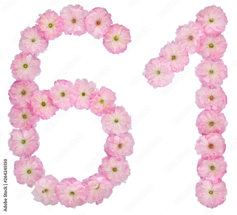 Numeral 61, sixty one, from natural pink flowers of almond tree, isolated on white background