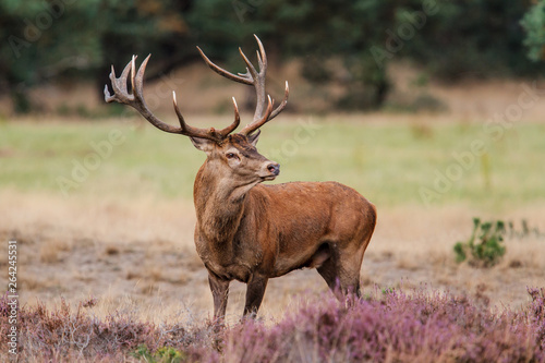 Red deer stag in rutting season in the forest of National Park Hoge Veluwe in the Netherlands 